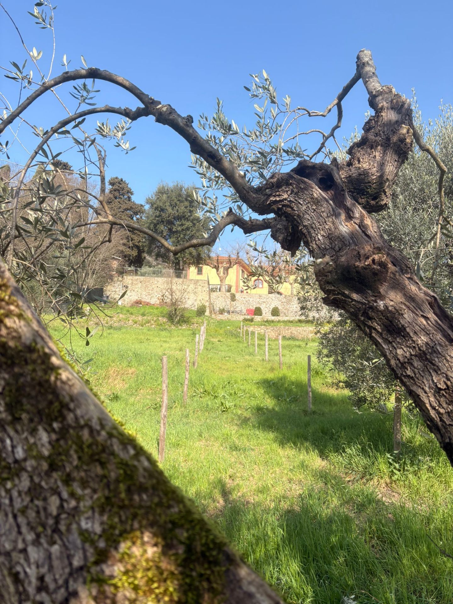 La fattoria vista dagli ulivi